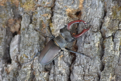 Lucanus cervus