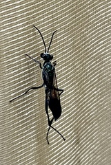 Chalybion bengalense