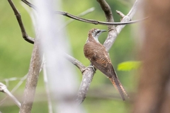 Cacomantis sonneratii