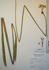 Sagittaria rigida