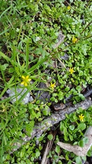 Ranunculus hydrocharoides