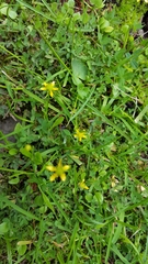 Ranunculus hydrocharoides