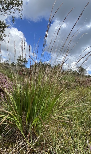 Molinia