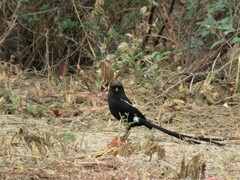 Lanius melanoleucus melanoleucus