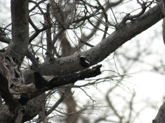 Myrmecocichla arnotti
