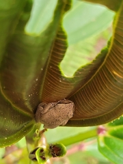 Dendropsophus molitor