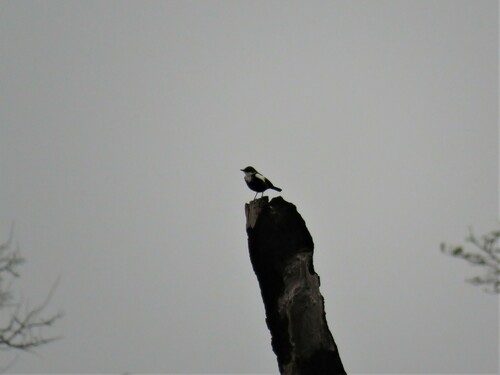 Arnot's Chat (Myrmecocichla arnotti), photo 6
