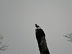 Myrmecocichla arnotti