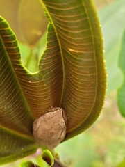 Dendropsophus molitor