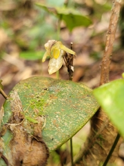 Pleurothallis jaramilloi