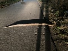 Python molurus