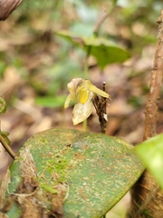 Pleurothallis jaramilloi