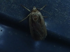 Ochropleura implecta