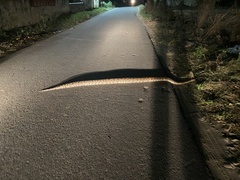 Python molurus