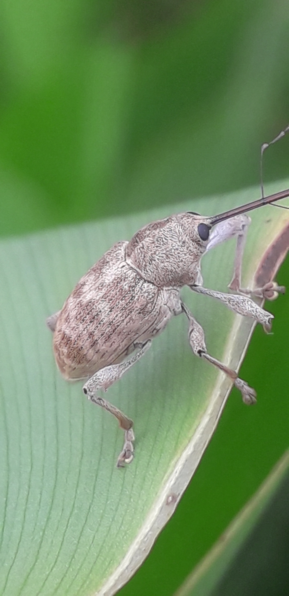 Curculio elephas J.C.Fabricius, 1781