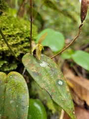 Pleurothallis jaramilloi