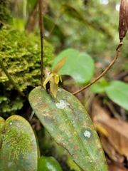 Pleurothallis jaramilloi