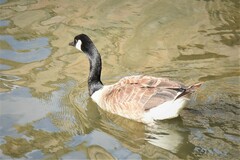 Branta canadensis