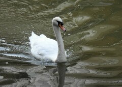 Cygnus olor