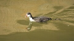 Fulica atra