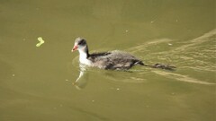 Fulica atra