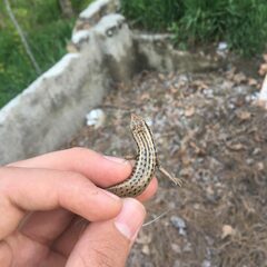 Heremites septemtaeniatus