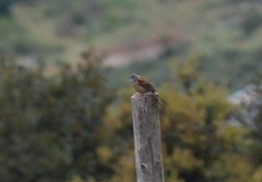 Emberiza