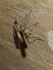 Sylvicola fenestralis