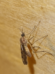 Sylvicola fenestralis