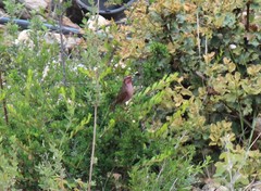 Carpodacus waltoni