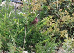 Carpodacus waltoni