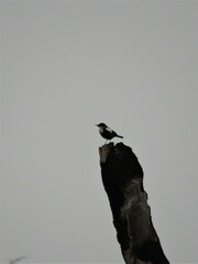 Myrmecocichla arnotti