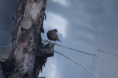 Trochalopteron affine