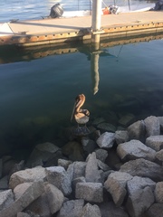 Pelecanus occidentalis