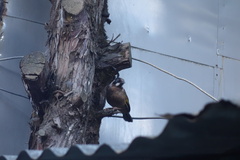 Trochalopteron affine