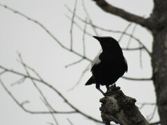 Myrmecocichla arnotti