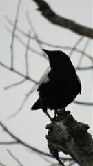 Myrmecocichla arnotti