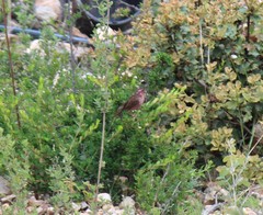 Carpodacus waltoni