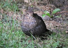 Turdus merula