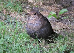 Turdus merula
