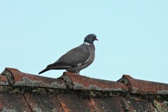 Columba palumbus