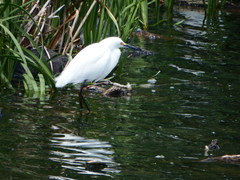 Egretta thula