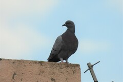Columba livia domestica