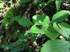 Ontholestes cingulatus