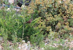 Carpodacus waltoni