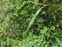 Caloptilia populetorum
