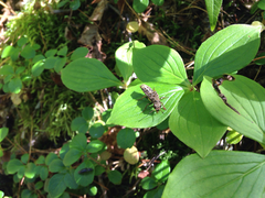 Ontholestes cingulatus
