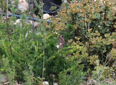 Carpodacus waltoni