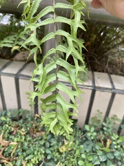 Nephrolepis biserrata furcans