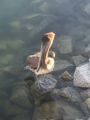 Pelecanus occidentalis